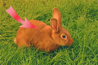 La respiration chez le Lapin - 11mn 45s